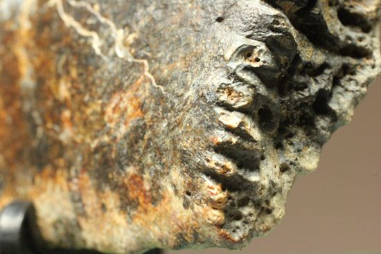 大希少☆ サルコスクス・インペラトルの装甲骨鱗 白亜紀化石