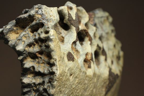 大希少☆ サルコスクス・インペラトルの装甲骨鱗 白亜紀化石 | 大希少