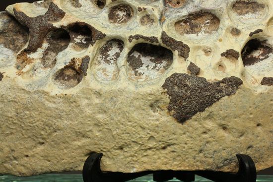 大希少☆ サルコスクス・インペラトルの装甲骨鱗 白亜紀化石 | 大希少