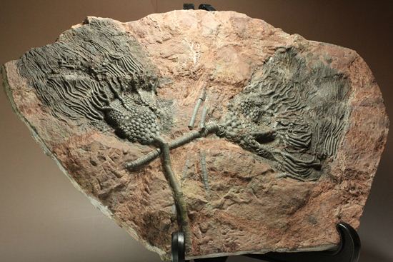 古代の海の流れを感じられる巨大・エレガントなウミユリ（Scyphocrinus elegans）化石標本