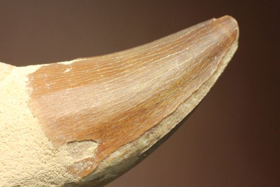 歯根付き モササウルス 化石 歯 本物 モロッコ産 68.94mm mos88