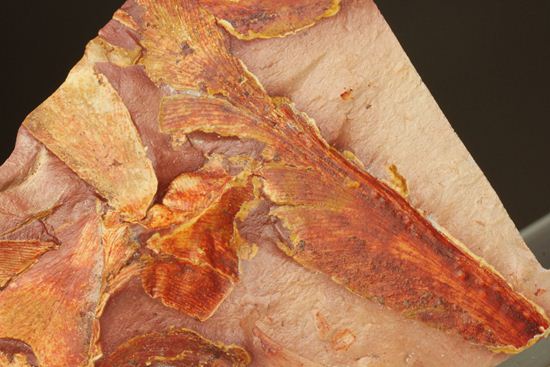 2億5500万年前の植物化石！大陸移動説の証拠となった古生代ペルム紀のグロッソプテリス 化石 販売