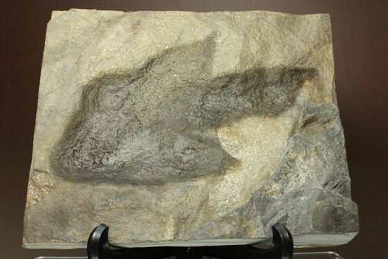 米国コネチカット渓谷の俊足恐竜！グラレーター(Grallator）の足跡ネガ