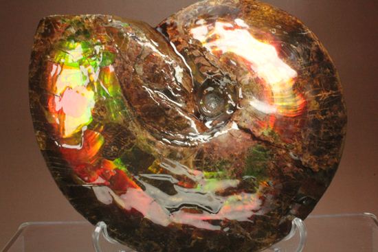 美しすぎる！アンモライト完全体 Placenticeras meeki (Ammolite) アンモナイト 販売