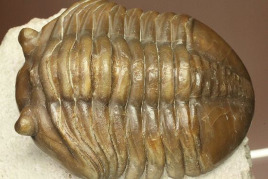 節の美しさが自慢！ロシアン三葉虫アサフス・ロブスタス(Asaphus robustus) 三葉虫 販売