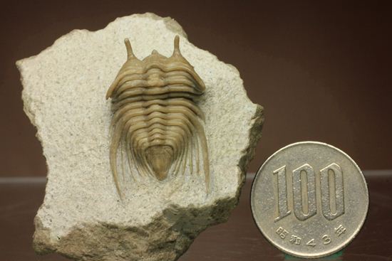 あの愛らしい繊細三葉虫が登場！ロシア産希少種キベレ・ベラトゥラ(Cybele belatula)