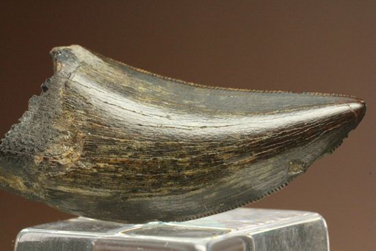これは立派！ロングカーブ33mmに対する小型獣脚類の歯です。 恐竜 販売