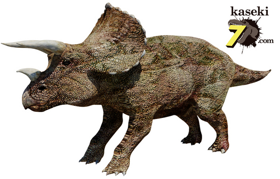 硬い植物を食べた、トリケラトプスの歯化石(Triceratops) トリケラトプス 販売