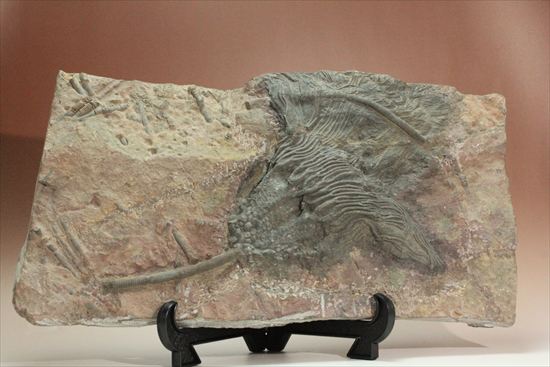 最大長さ38ｃｍ！スケールの大きな、大型ウミユリ化石