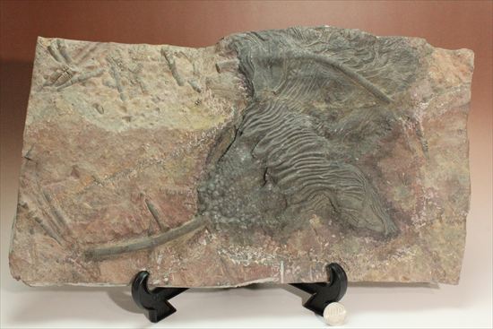 最大長さ38ｃｍ！スケールの大きな、大型ウミユリ化石