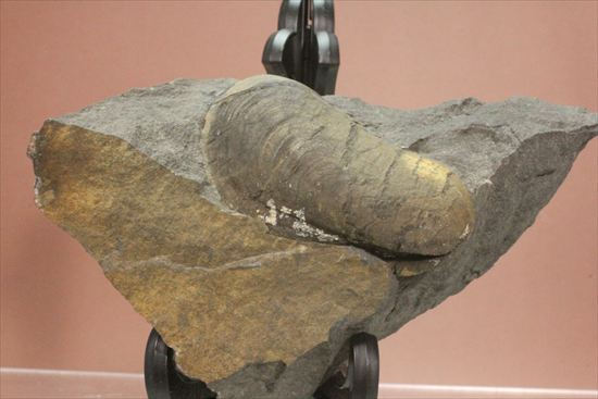 岐阜県大野郡荘川村産　二枚貝化石が登場です。 化石 販売
