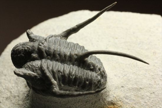 三葉虫の化石 Cyphaspis三葉虫サイズ約3cm - コレクション