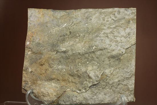 1億9000万年前ジュラ紀の恐竜足跡化石グラレーター（Grallator Dinosaur Track)