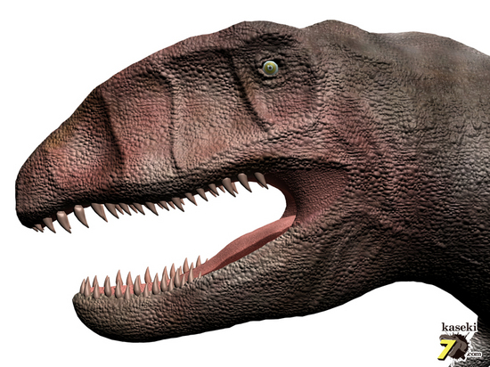 太いルートが特徴！カルカロドントサウルスの歯化石(Carcharodontosaurus)