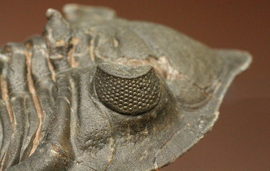 複眼の状態がよいモロッコ三葉虫メタカンティナ(Metacanthina 