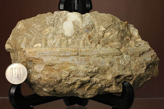 モササウルスのふん部 あご口先 の化石 海のモンスター 販売