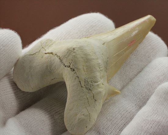 あの化物ザメ、メガロドンの祖先のサメの歯化石　ネズミザメの歯化石(Otodus obliqqus) サメ 販売