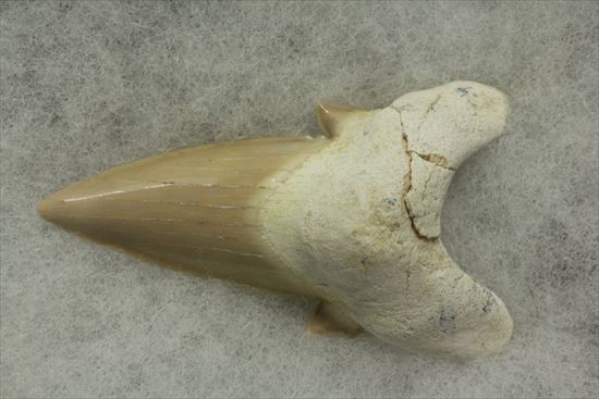 あの化物ザメ、メガロドンの祖先のサメの歯化石　ネズミザメの歯化石(Otodus obliqqus)