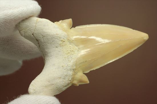 あの化物ザメ、メガロドンの祖先のサメの歯化石　ネズミザメの歯化石(Otodus obliqqus)