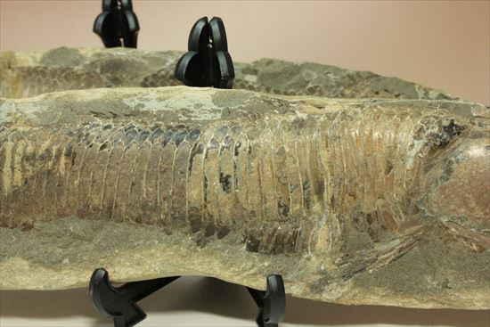 レア＆格安！母岩含め最大長４２ｃｍ/３５００gオーバー！ブラジル産ネガポジ魚化石（２枚あります） 化石 販売