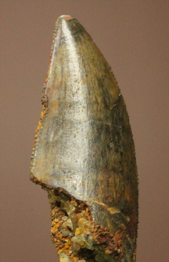 肉食恐竜の本物の歯！４ケタ価格でご紹介！エナメルパターンの保存状態抜群のドロマエオサウルスの歯化石