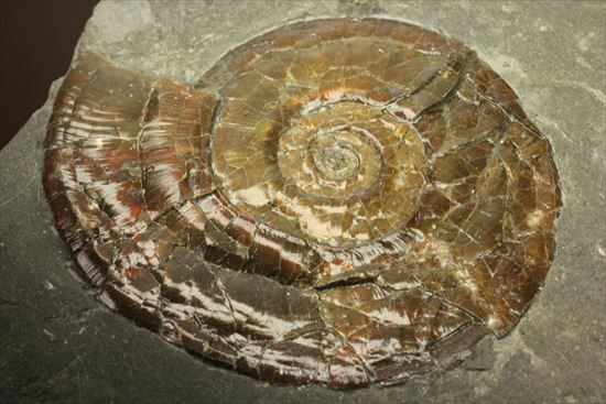 アンモナイト化石　断面　中世代ジュラ紀　イギリスYorkshir 石灰岩