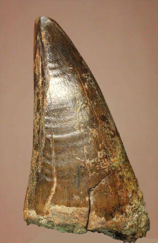人気絶頂 恐竜 ティラノサウルス・レックスの歯化石 貴重部位 前上顎骨 