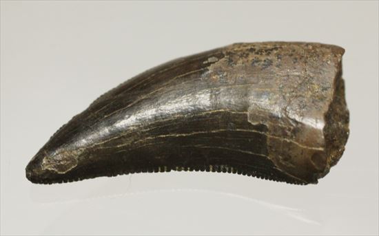 ブラック×ブラウンが渋い！ドロマエオサウルスの歯化石(Dromaeaosaur tooth)