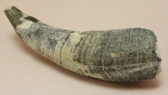 珍しい古代のマッコウクジラの歯の化石(Physeteridae Sperm Whale)