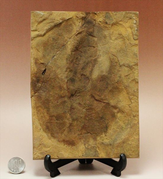 希少 グラレーター 恐竜 足跡 化石 本物 フランス産 270mm fr60+