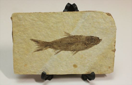 保存状態最高の魚化石 化石 販売