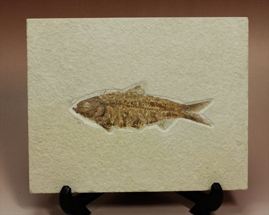 ナイティア 魚の化石 アメリカ ワイオミング州 産 | mdh.com.sa