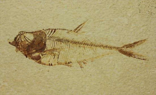 保存状態抜群の古代魚ナイティア(Knightia sp.)