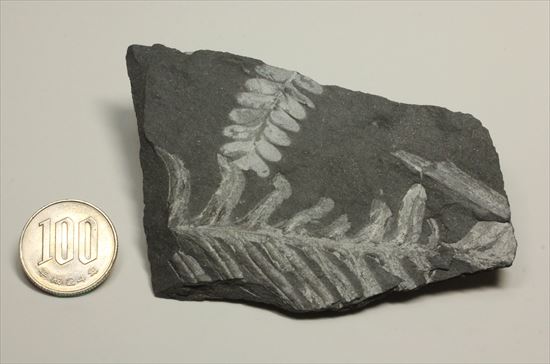 【貴重】シダ化石 2点　詳細は説明文ご確認ください。学名Onychiopsissp