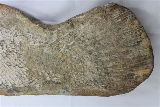 希少なブラジル産魚化石。全長５０ｃｍを超える大物。 化石 販売