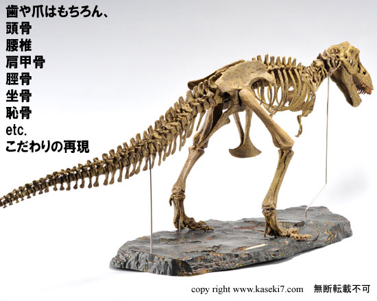 ティラノサウルス 化石 骨 本物 アメリカ産 24.70mm tb30 - その他
