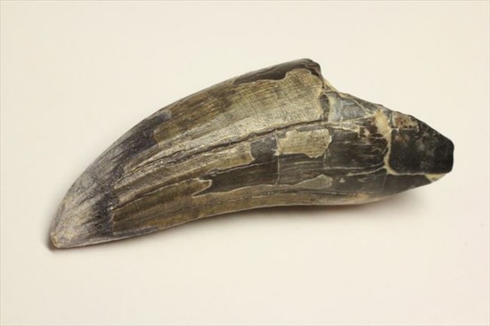 少し豊富な贈り物 約3.5cm ニジェール スコミムス 化石 貴重 恐竜 