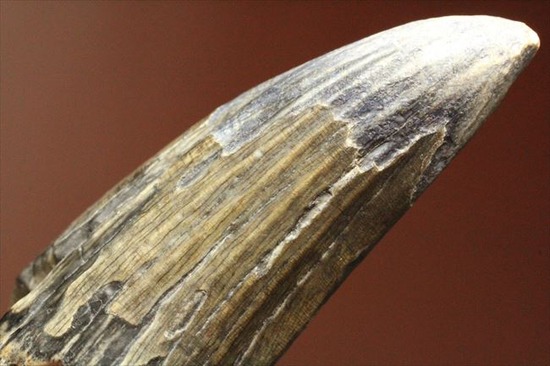 希少性高い！！滅多に入手できないスコミムスの頑丈歯化石。レア産地のニジェール産です。(Suchomimus tenerensis)