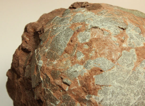 木造 ハドロサウルスの卵の化石 証明書つき | www.tegdarco.com