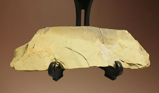 レア！カンブリア紀最強の生物「アノマロカリス」の触手化石