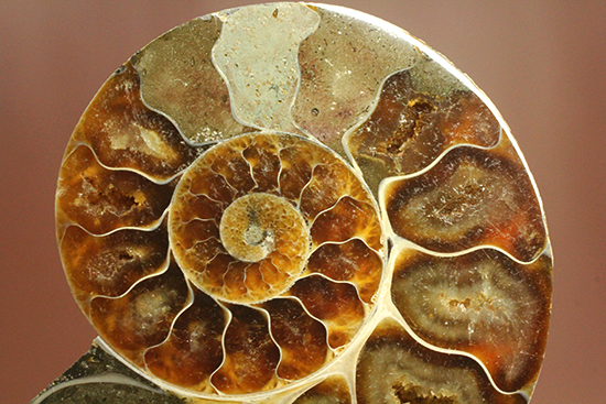 化石 骨格 標本 アンモナイト 殻 模型-