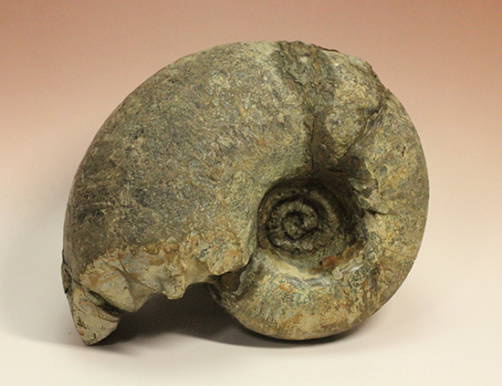 直径21cm　厚12.5cmの分厚い、北海道産アンモナイト(Ammonite)