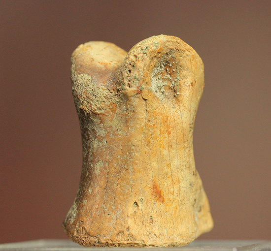 保存状態完璧！珍しいティラノサウルス科幼体の足指の化石 