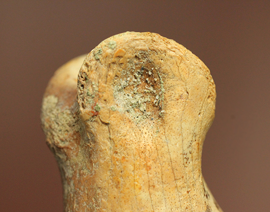 保存状態完璧！珍しいティラノサウルス科幼体の足指の化石