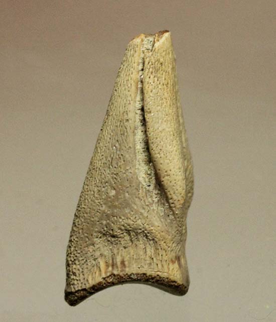ダチョウ恐竜ことストルティオミムス後肢の爪化石