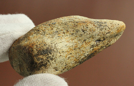 非常に希少な竜脚類の爪の化石。種名は不明です。
