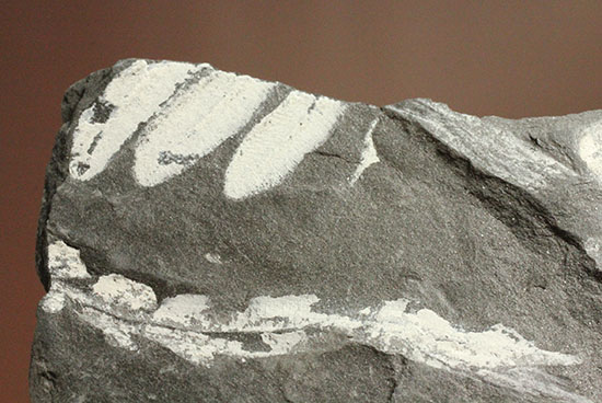 貴重】シダ化石 2点 詳細は説明文ご確認ください。 - kailashparbat.ca
