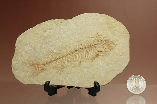 ナイティア 魚の化石 アメリカ ワイオミング州 産 | mdh.com.sa