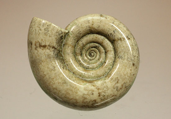 巻きがキレイ！北海道産アンモナイト２個セット(Ammonite)