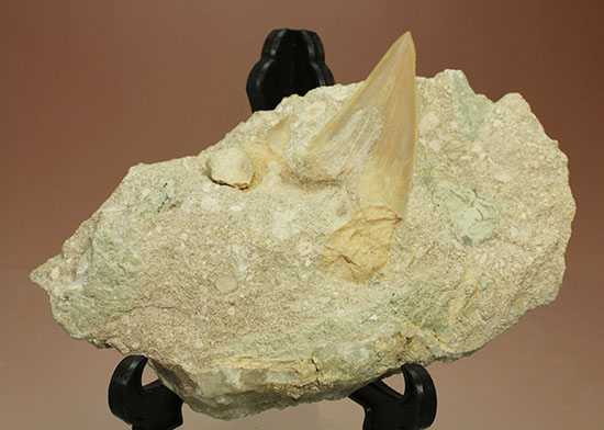 モロッコ海化石３点セット（古代サメの歯、ゴニアタイト、オルソセラス